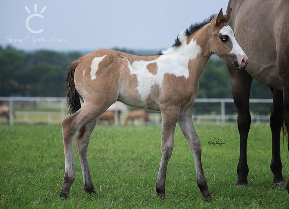 Special Foal